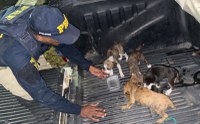Filhotes de cães são resgatados na BR 423 e precisam de um novo lar