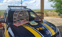 PRF autua homem pelo transporte de pássaros silvestres em Cabrobó