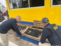 PRF resgata 618 pássaros silvestres na BR 423, em Garanhuns