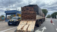 Bitrem carregado com madeira do Pará é retido pela PRF em Sertânia