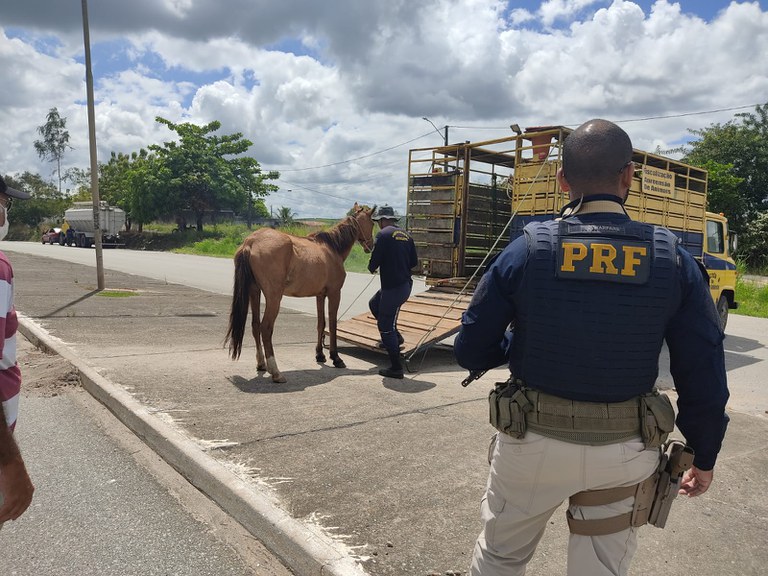 generica recolhimento de animais.jpg