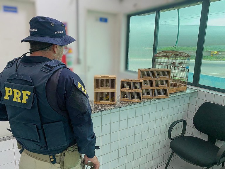 24 pássaros resgatados.jpeg