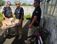 Cadela abandonada é resgatada pela PRF no Recife