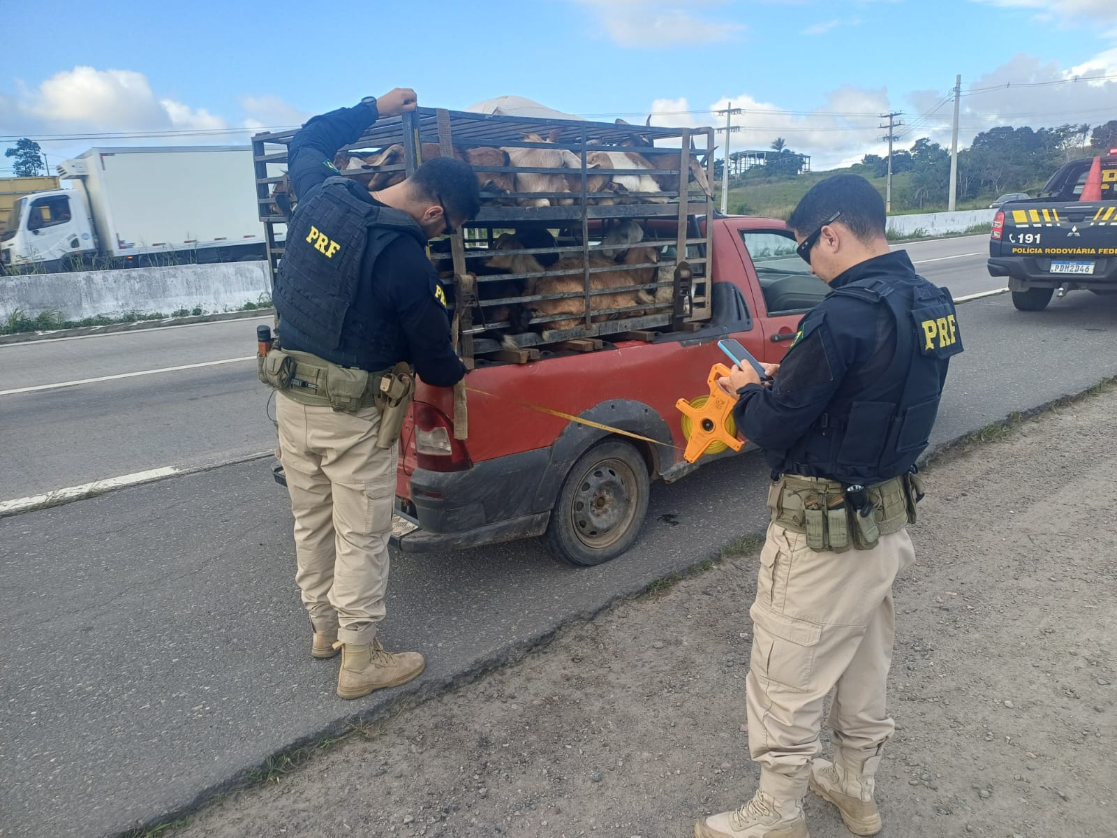 PRF flagra transporte irregular de 37 caprinos em Vitória de Santo Antão