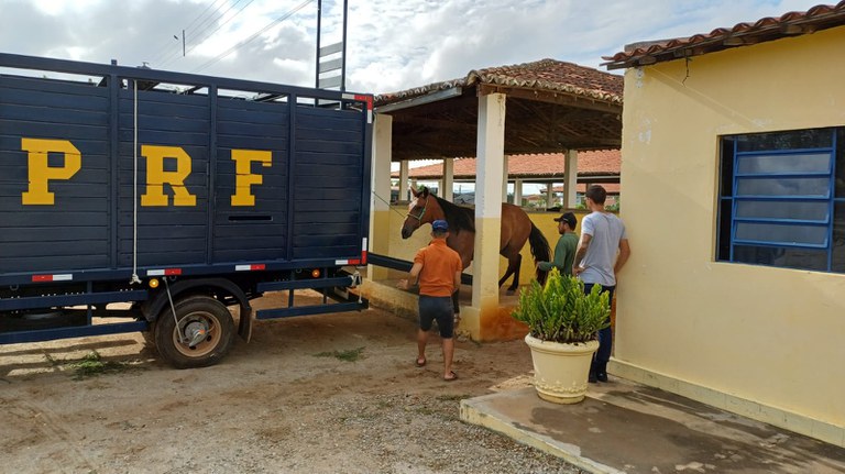 PRF e Prefeitura de Floresta intensificam recolhimento de animais soltos no Sertão