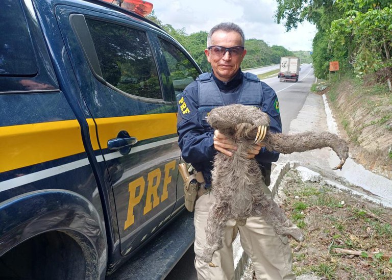 Bicho-preguiça é resgatado na BR 232, no Curado