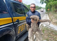 Bicho-preguiça é resgatado na BR 232, no Curado