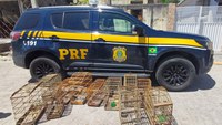 PRF resgata pássaros silvestres em Custódia
