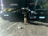 PRF e 1⁰ BIEsp apreendem cocaína durante operação em Caruaru