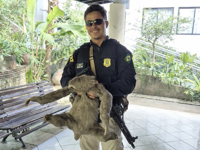 Bicho-preguiça é resgatado na BR 101, em Recife