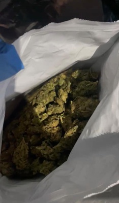 skunk apreendida