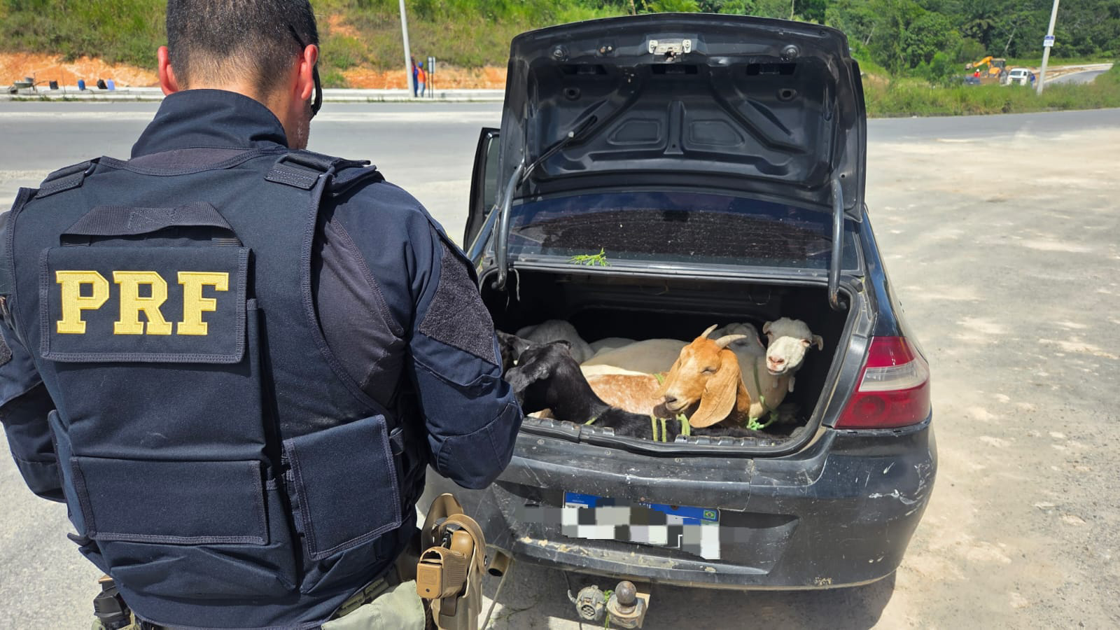 PRF flagra cinco bodes dentro de porta-malas de carro na BR 408