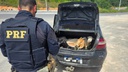 PRF flagra cinco bodes dentro de porta-malas de carro na BR 408