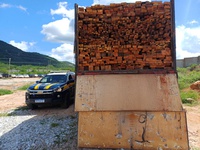 PRF apreende 210 m³ de madeira ilegal durante operação no Sertão de Pernambuco