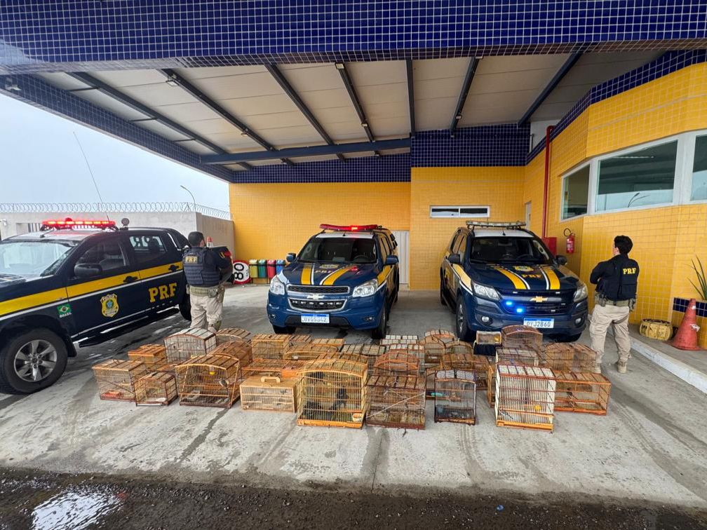 PRF resgata 137 aves silvestres na BR 407, em Petrolina