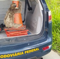 Bicho-preguiça é salvo de atropelamento na BR 232, em Jaboatão dos Guararapes