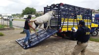PRF e Prefeitura de Carpina recolhem 13 cavalos em rodovias do Grande Recife e Zona da Mata