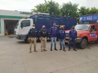 PRF e Prefeitura de Igarassu intensificam recolhimento de animais no Grande Recife