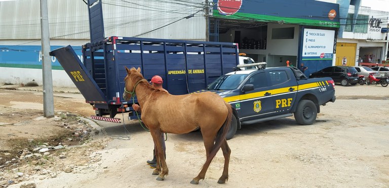 PRF e Prefeitura de Vitória de Santo Antão recolhem animais soltos na Zona da Mata de Pernambuco