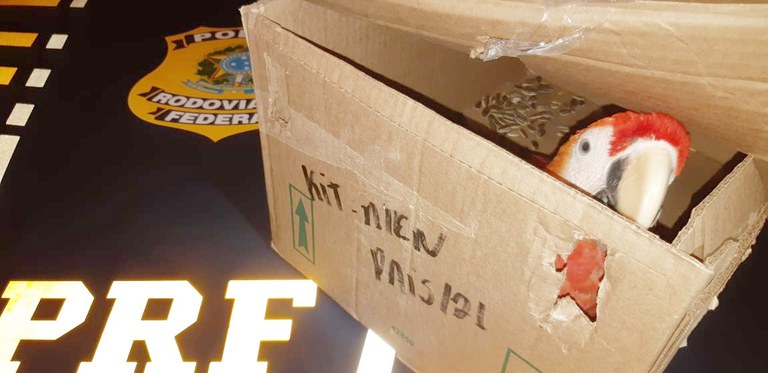 PRF resgata arara-vermelha durante fiscalização em Salgueiro