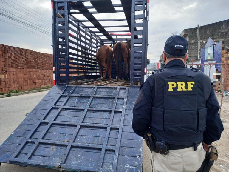Operação da PRF recolhe 27 animais de grande porte no Grande Recife e Zona da Mata