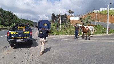 Foto_Cavalo recolhido