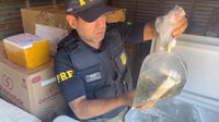 PRF e ADAPI apreendem mais de 1 tonelada de animais e organismos de origem marinha transportados ilegalmente em Parnaíba (PI)