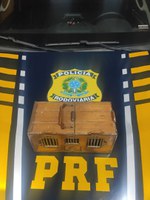 PRF flagra crime ambiental e resgata pássaros silvestres transportados ilegalmente dentro de ônibus, em Floriano (PI)