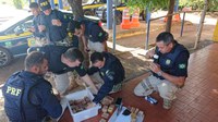 PRF no Piauí finaliza primeira etapa da Operação Rotas de Madeira