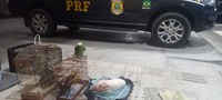 Duplo delito: Homem é preso pela PRF por transporte ilegal de pássaros silvestres e porte de anfetaminas