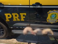 PRF apreende animais silvestres em abordagem na BR 343 em Parnaíba