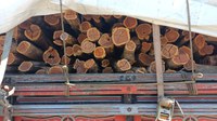 PRF apreende carga irregular de madeira nativa na BR-316 em Picos