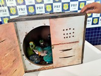 PRF realiza terceira apreensão de araras e papagaios no Piauí em menos de 15 dias