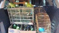 PRF resgata 14 aves silvestres mantidas em cativeiro ilegal no Piauí