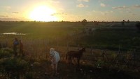 **Descrição acessível:** Imagem de área rural em Luís Correia (PI), com dois cavalos próximos a uma cerca e pessoas realizando o manejo dos animais. A fotografia foi registrada durante ação da Operação Armentum, voltada ao recolhimento de animais soltos nas vias do município.