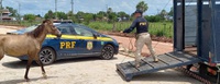 PRF intensifica retirada de animais soltos das rodovias federais no Piauí durante a Fase V da Operação Armentum