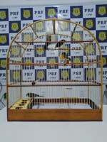 Em Cristino Castro/PI: PRF autua homem por tráfico de animais silvestres na BR 135