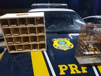 Em Capitão de Campos/PI: PRF autua homem por tráfico de animais silvestres na BR 343
