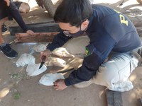 Em Picos/PI: PRF e Polícia Militar apreendem na BR 316 grande quantidade de drogas avaliadas em mais de Um Milhão de Reais