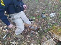 PRF resgata 12 pássaros e autua homem por tráfico de animais silvestres em Picos