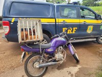 Em Capitão De Campos, PRF autua condutor inabilitado após empreender fuga gerando perigo de dano