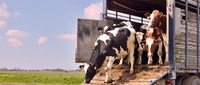 PRF flagra transporte de bovinos sem nota fiscal em duas ocorrências na BR-316, em Teresina