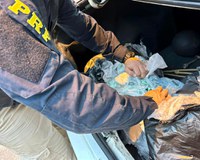 PRF apreende 7 quilos de cocaína e mais de 1 quilo de maconha em Duque de Caxias/RJ