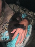 PRF resgata animal silvestre na Dutra