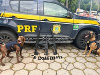 PRF apreende fuzis e pistolas na Rodovia Presidente Dutra