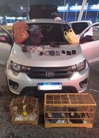 PRF recupera veículo roubado, resgata ave silvestre e apreende maconha em Niterói