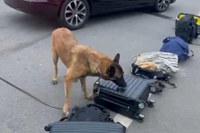 Operação conjunta entre PRF, PF e Disque Denúncia prende mulher com pasta base de cocaína na Serra das Araras