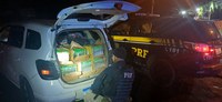 PRF  e PF apreendem 65 litros de lança-perfume na BR-101