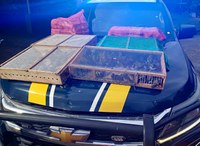 Mais de mil aves silvestres são resgatadas em Petrópolis