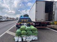 PRF flagra caminhoneiro transportando mais de 100 quilos de maconha no RJ